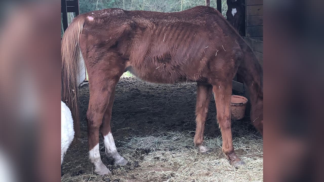 Las autoridades del precinto 1 de la oficina del sheriff del condado Harris rescataron a los 4 animales que solamente tenían acceso a agua sucia y sin comida.
<br>