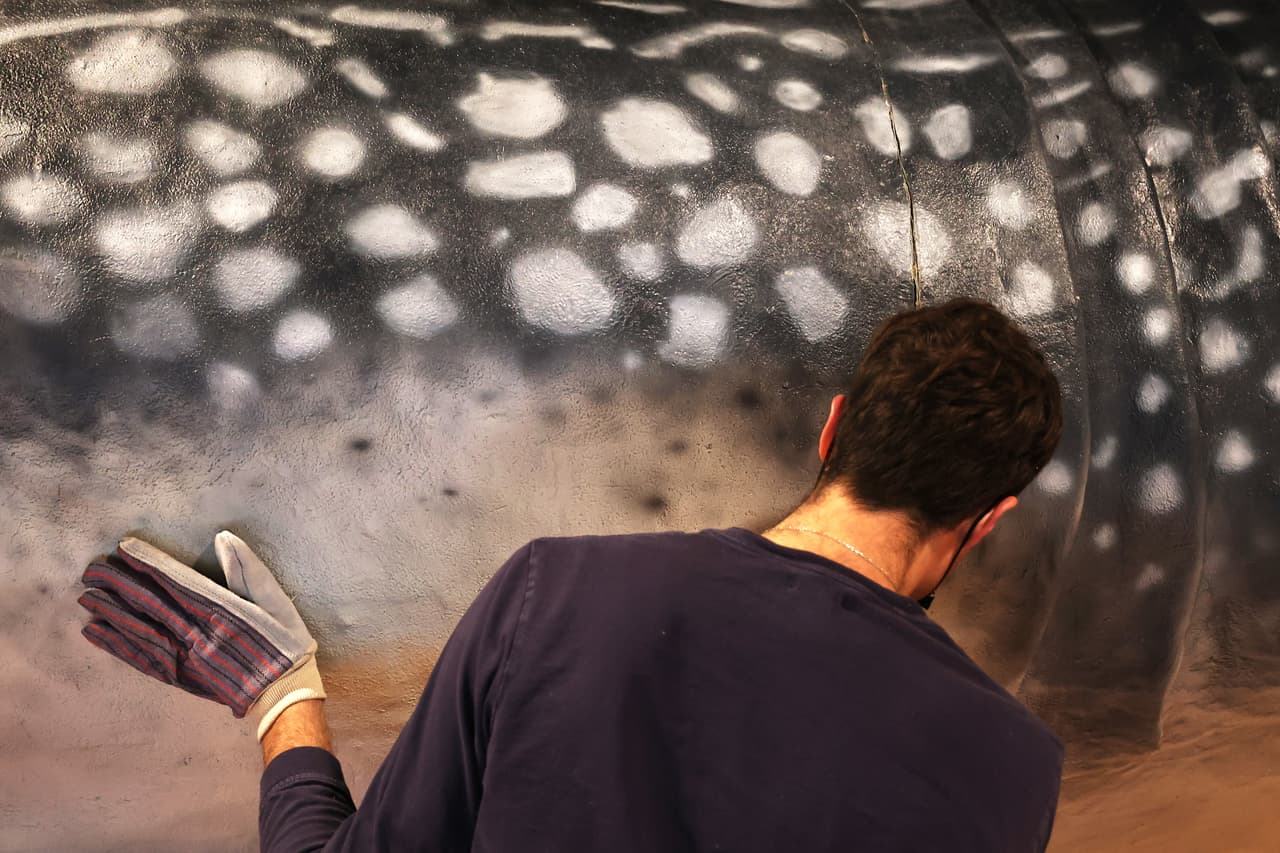 Este pez no representa ningún peligro para los seres humanos. En ocasiones, los buzos pueden acercarse y tener contacto.