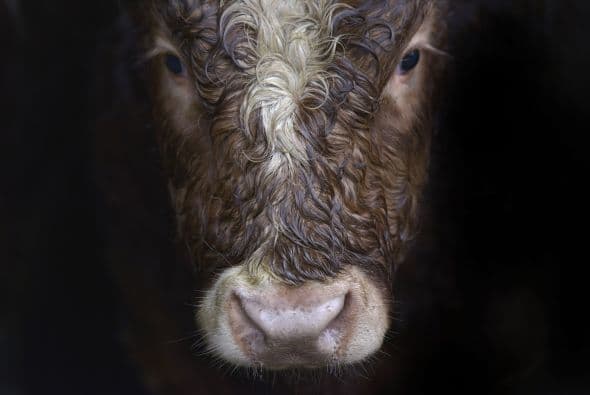 El ‘plus’: podrán conocer distintos museos sobre la vida en la granja.