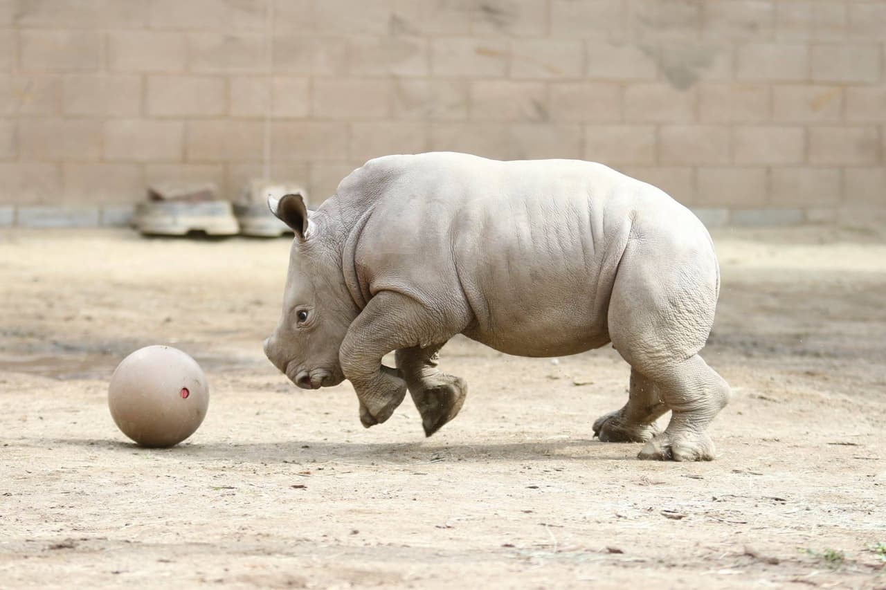 Este juguetón rinoceronte blanco nació el 29 de enero de 2019 en el zoológico de Fresno, California.