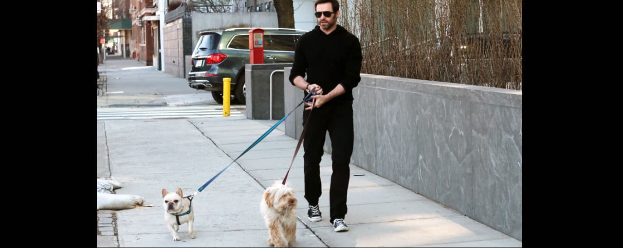 Podrás llevar tu perro a restaurantes de NYC, pero no a todos