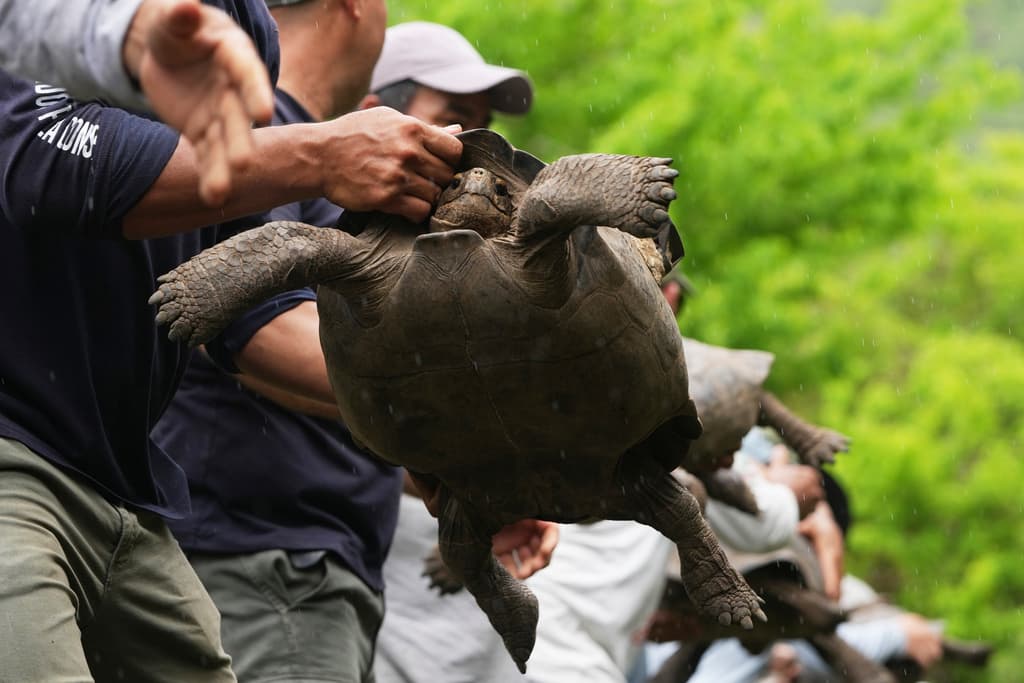 Guardabosques del Parque Nacional Galápagos descargan tortugas gigantes juveniles en la Isla Floreana después de transportarlas desde un centro de crianza en la Isla Santa Cruz, para liberarlas como parte de un proyecto para reintroducir la especie en su isla nativa en las Islas Galápagos, Ecuador, el jueves 19 de febrero de 2026.