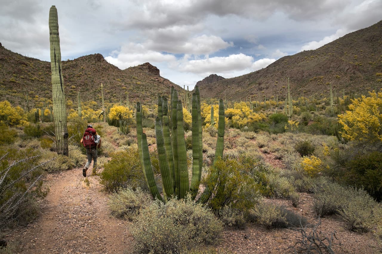 La flor de sahuaro es la flor del estado de Arizona, y el sahuaro tiene su propio parque federal en Tucson. Incluso en terrenos privados, se necesita un permiso estatal para moverlos. En la reserva Tohono O’odham, la más grande de Arizona, los sahuaros son considerados sagrados, el calendario tribal está organizado en torno a la cosecha de su dulce fruto rojo. Los viveros cobran 100 dólares por pie por los sahuaros; las plantas maduras pueden costar miles de dólares.