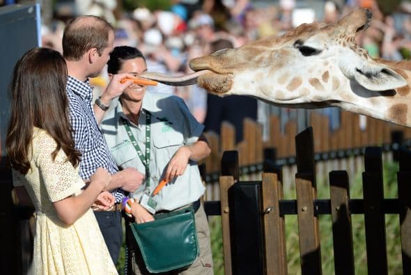 Con precaución alimentaron a la jirafa.