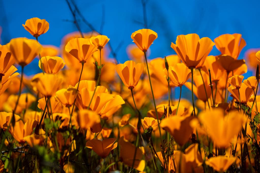 La amapola de California, también conocida como campanilla o dedal de oro, es la flor más abundante. Con su naranja brillante deslumbran a los visitantes.