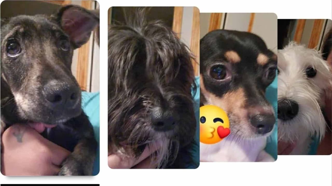 Angy Charles - "Borracho, niña, manchas y koketa. A niña la #adopté hace 3 años. Manchas la #adopté 2 años Koketa y borracho son hijos de la niña la #negrita.