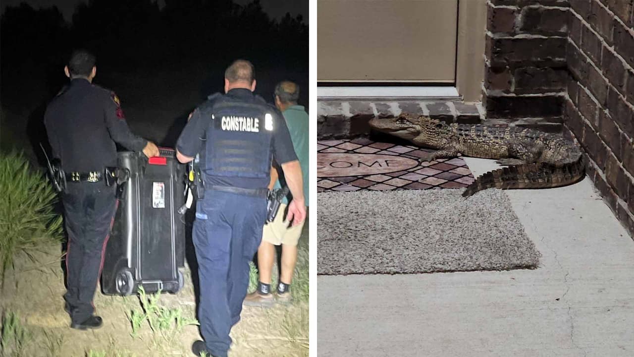 El 30 de julio, oficiales del condado Harris lograron capturar y liberar a un caimán que fue encontrado en la puerta de una casa al 
<a href="https://www.univision.com/local/houston-kxln/oficiales-precintoo-4-encuentran-caiman-casa-noreste-houston-fotos" target="_blank">noreste de Houston</a>.