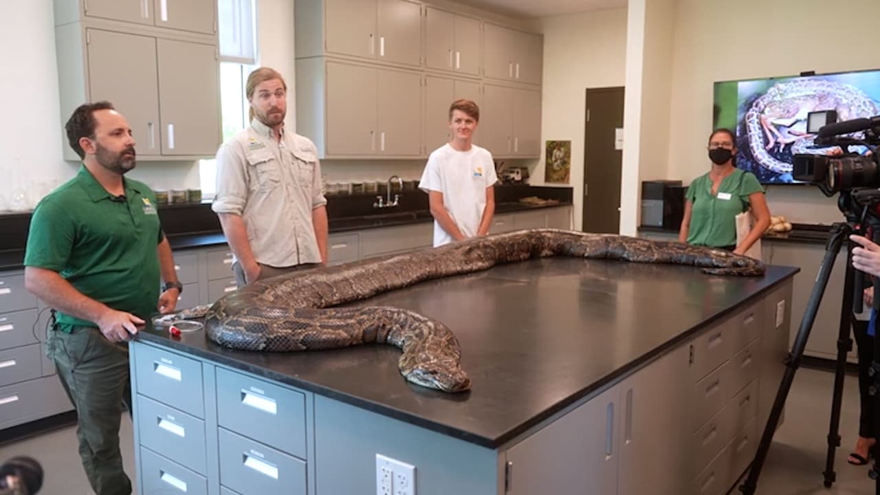 The Conservancy of Southwest Florida presentó a la pitón como la más grande que ha sido capturada hasta ahora en el estado.