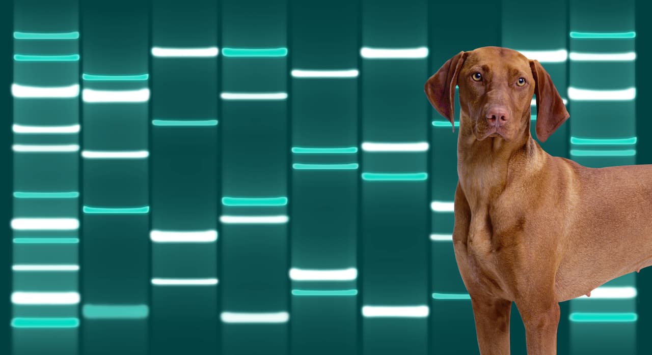 El ADN de tu mascota en una obra de arte