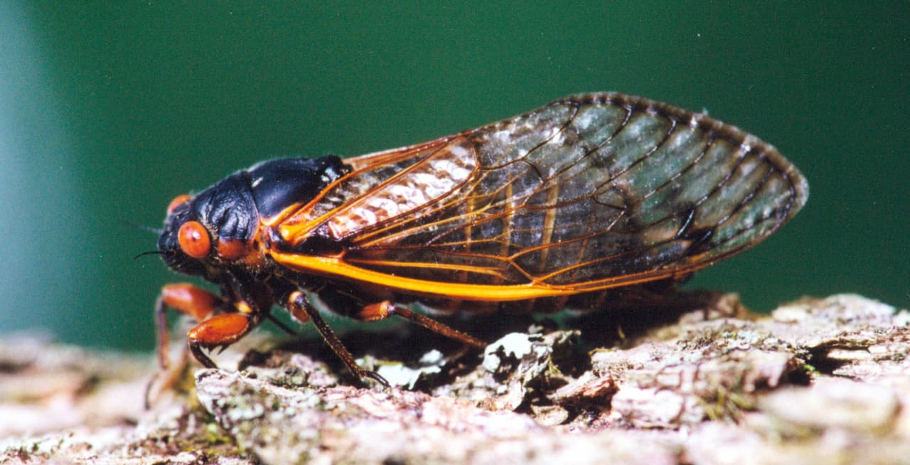 Diez curiosidades poco conocidas sobre las cigarras que van a inundar EEUU