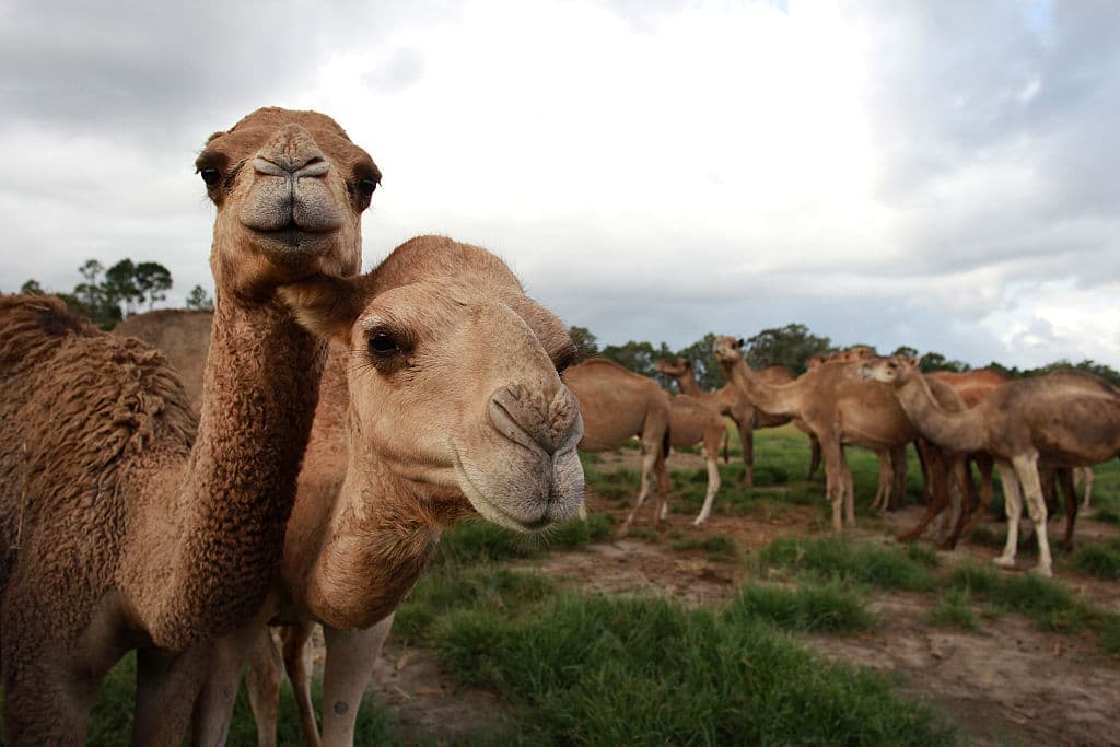 10,000 camellos serán sacrificados en Australia por buscar agua 'de manera desesperada'