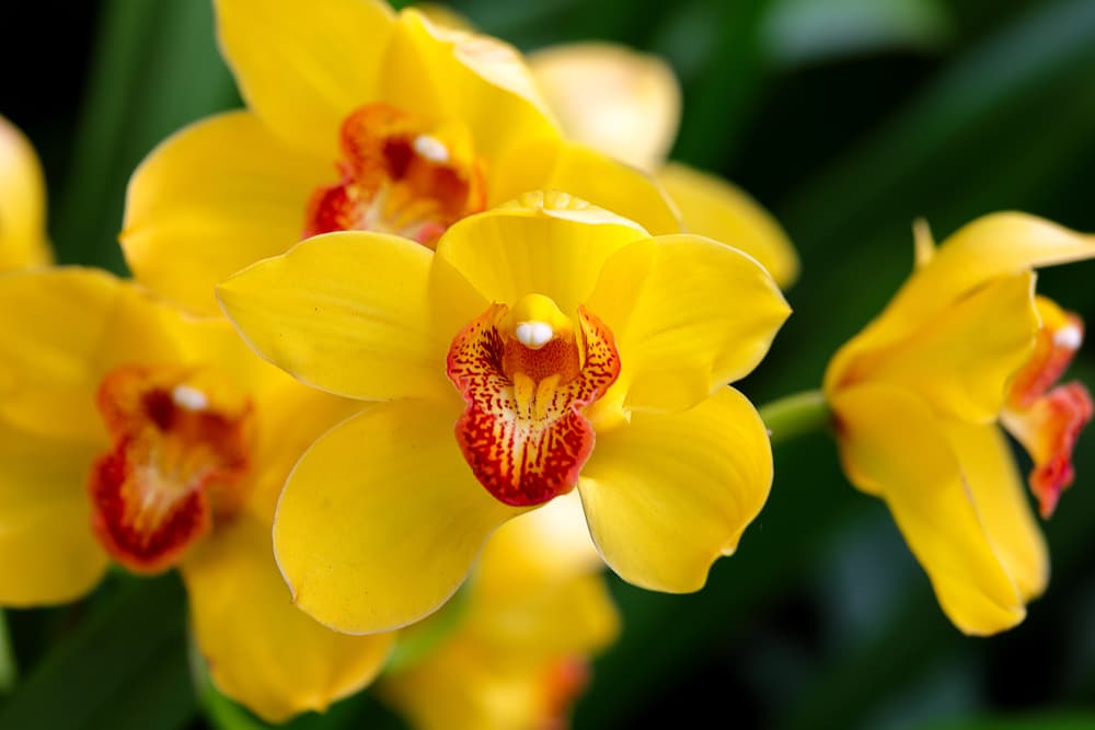 <b>Las amarillas</b>, como el Sol, son símbolo de alegría, de poder, de la amistad, de brillar. Como un regalo ideal para un amigo que consiguió algo lindo en su vida.