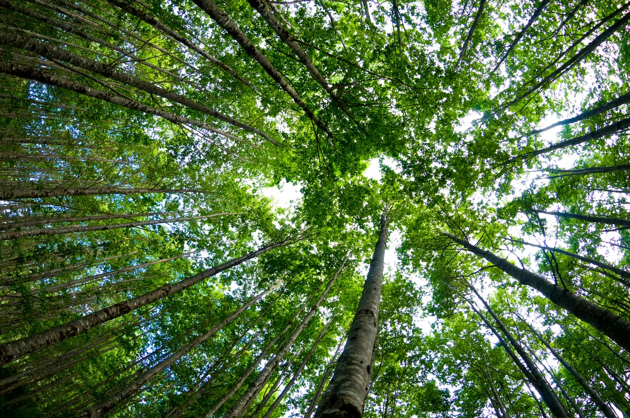 Las estadísticas de contaminación ambiental y la evidencia sobre el calentamiento global son abrumadoras. Tanto que a veces es tentador asumir que no podemos hacer nada para mejorar la situación. Pero nada está más alejado de la realidad. Algunos de los esfuerzos ambientales más importantes y necesarios incluyen la conservación de la energía y la reducción del consumo de agua y de carne y eso lo podemos combatir todos en nuestra vida cotidiana.
<br>No tienes que hacer nada en contra de tu voluntad, pero si quieres ser parte de la solución y dejar de ser parte del problema, esta es una lista de sugerencias fáciles y útiles que pueden guiarte a tener un estilo de vida saludable y con conciencia ecológica. 
<br>