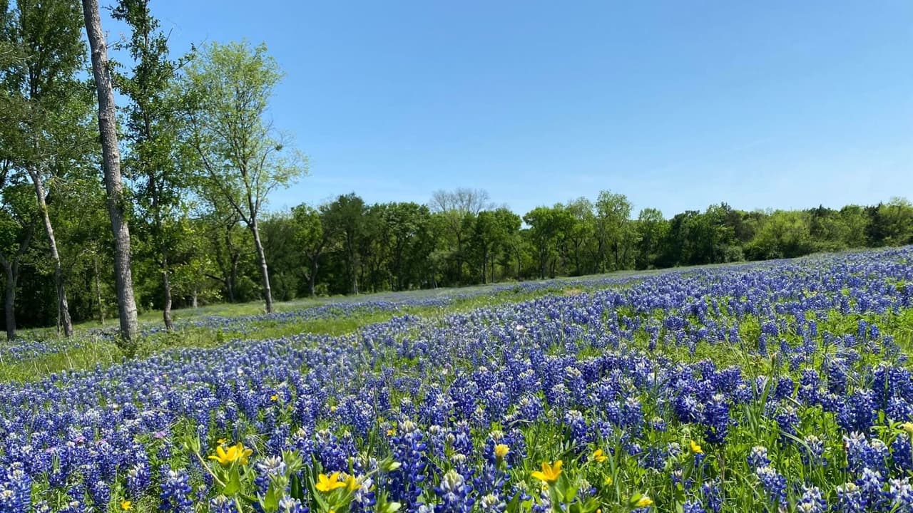 Ennis se ubica a 
<b>36 millas del centro de Dallas</b>, puedes llegar tomando la autopista 45, luego dar vuelta en la 34, otra opción es tomar la 287 desde Fort Worth.