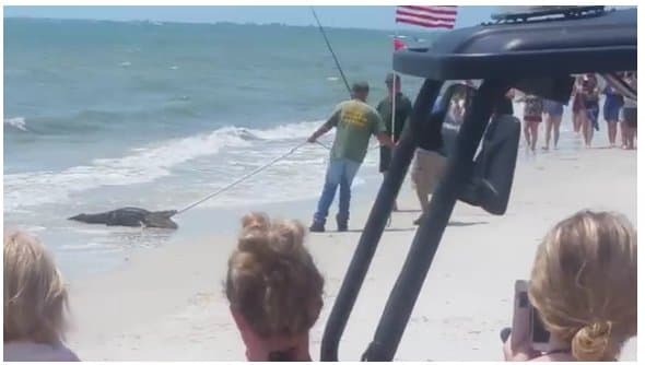 Atrapan otro caimán nadando en playas de Florida