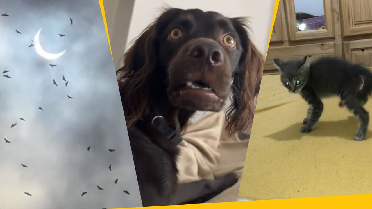Así reaccionaron los animales al eclipse: signos de que afectó a tu mascota