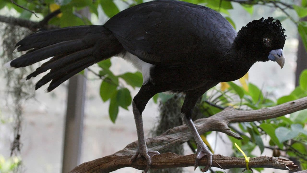 Paujil de pico azul.