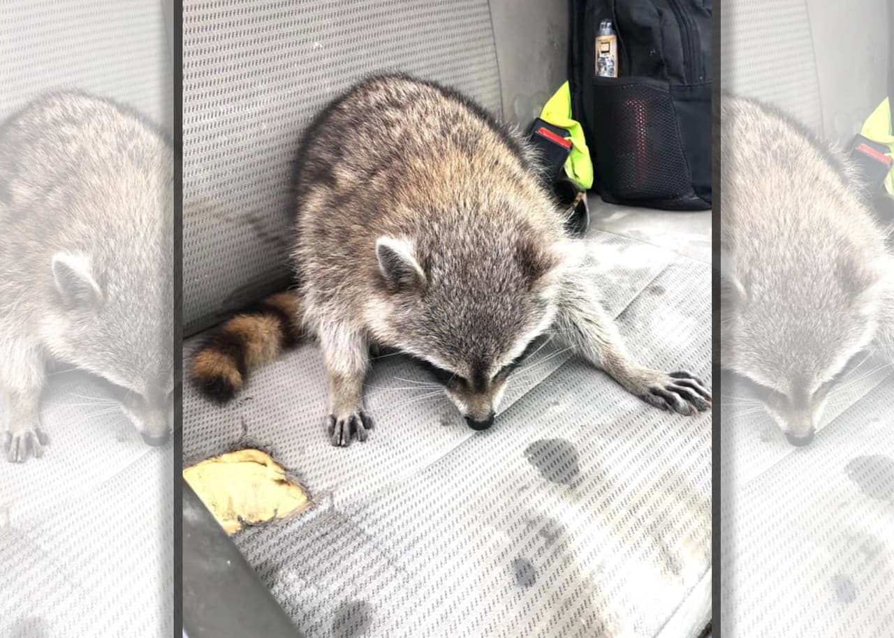 Ciudadanos encuentran un mapache enfermo y lo llevan a refugio de animales sin saber que cometían grave error