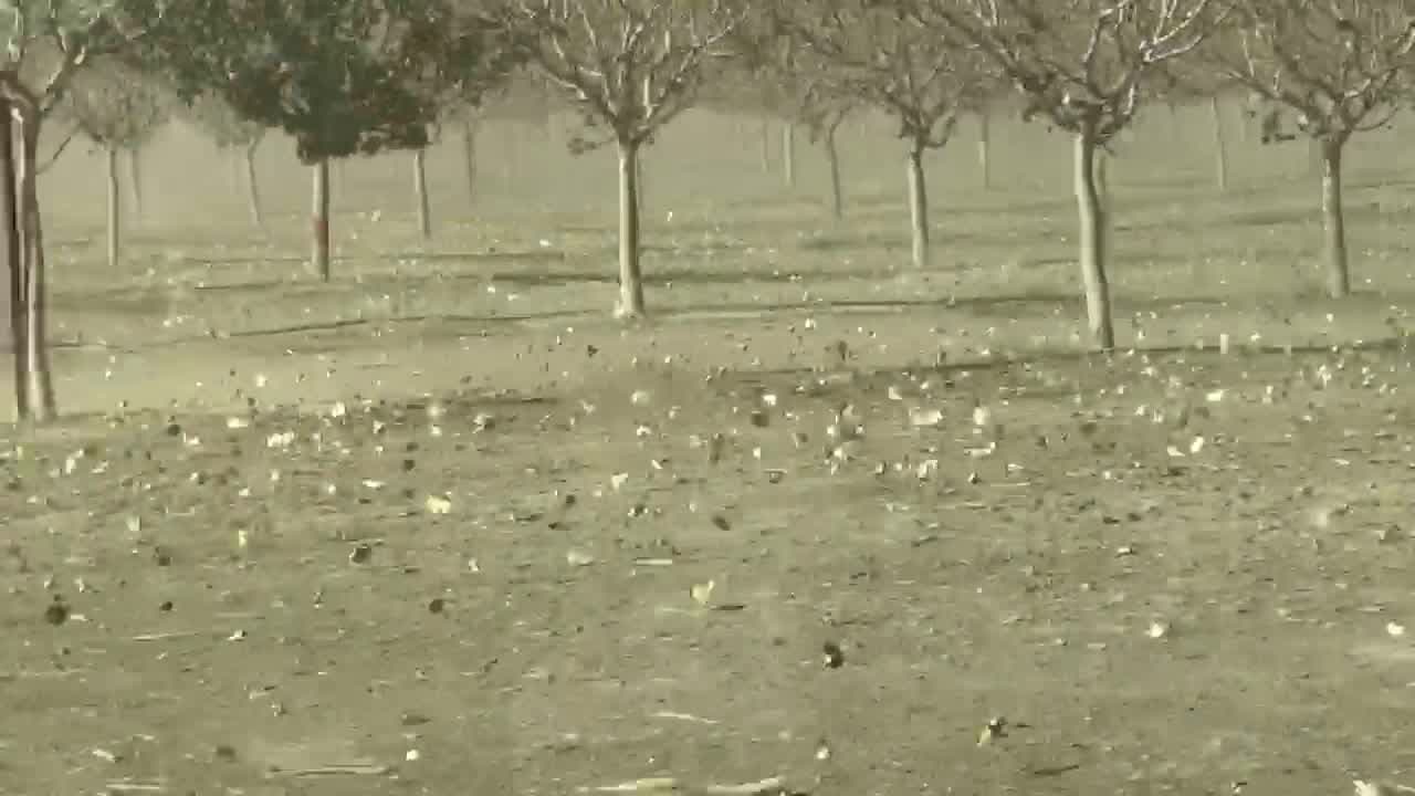 Debido a los fuertes vientos aumenta el riesgo de contraer fiebre del valle 