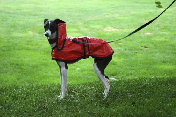 Su pelaje es tan corto que, si hace mucho frío, ¡puede llegar a necesitar un sweater!