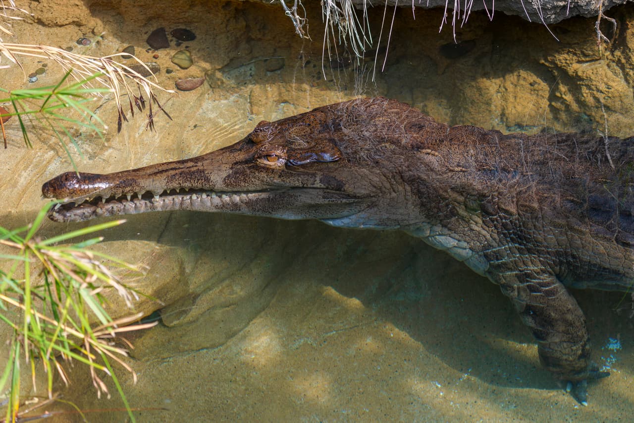 Cocodrilo ataca a su cuidador en el Zoológico de Nueva York