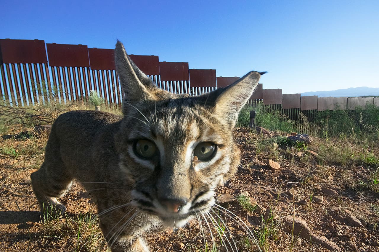 Un felino frente a la valla limítrofe. “El tema del muro se ha visto exhaustivamente pero solo desde el punto de vista de las personas. La forma como esta barrera afecta la biodiversidad no ha sido un tema importante y por eso hace un par de años comencé este proyecto”, contó a Univisión Noticias 
<a href="https://alejandroprietophotography.com/" target="_blank">Alejandro Prieto</a>, fotógrafo de conservación y vida salvaje, nacido en Guadalajara.