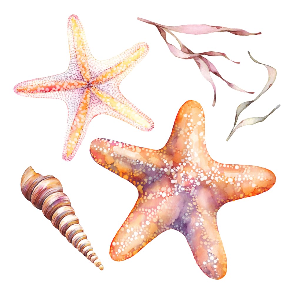 Unos de los amuletos más efectivos para los nacidos bajo el signo de Cáncer son los que relacionan directamente con sus animales de poder: los anfibios. Así que las conchitas de mar, caracolas, estrellas de mar, rocas de playa y de río, arena o agua de mar son muy recomendables.