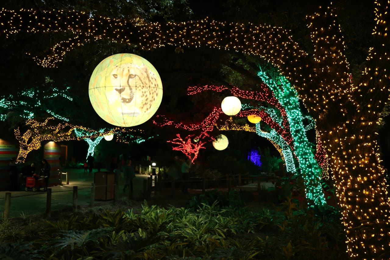 Por todo el parque, los viejos robles lucen vibrantes con sus luces navideños.