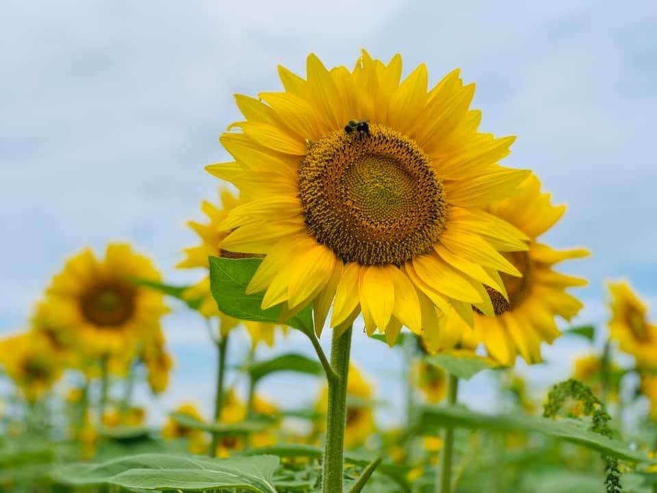 Empleados del parque solicitan encarecidamente a los visitantes que sean respetuosos con las flores y no las quiten. El
<b><a href="http://www.namonarchs.org/es/organization/departamento-de-recursos-naturales-de-illinois/" target="_blank">Departamento de Recursos Naturales de Illinois</a></b> también ha plantado otro campo de girasol en el lado sur del parque cerca de la Ruta 71.