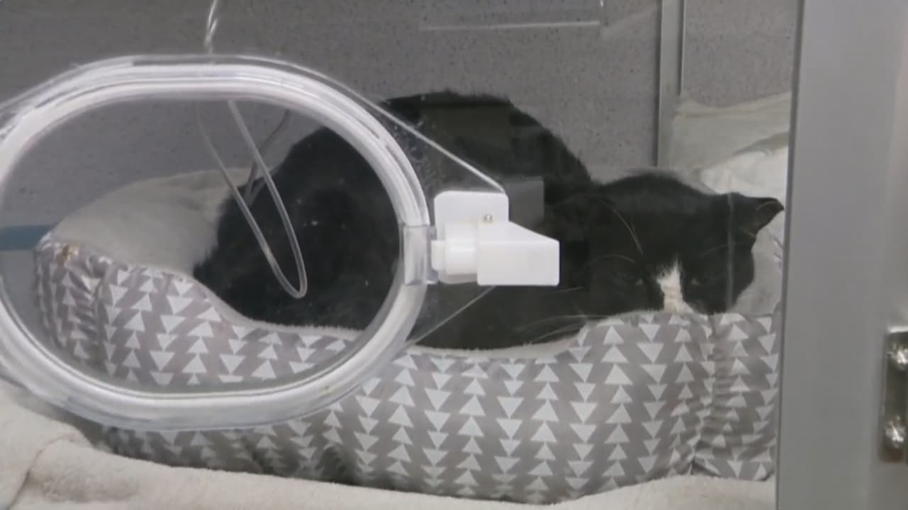 Buscan al responsable de herir cruelmente a un gato en Broward tras dispararle perdigones 