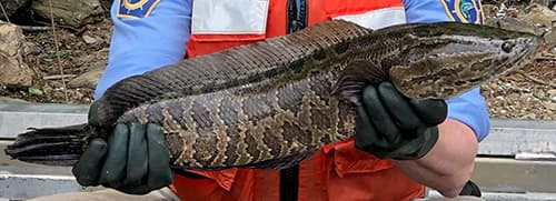 Emiten alerta por presencia de especie de pez invasor que puede sobrevivir fuera del agua