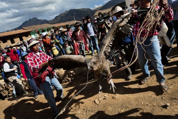 El cóndor es un ave muy cauta y sólo cuando comprueba que no existe ningún peligro desciende sobre su presa. Entonces los comuneros salen de su escondite y, enarbolando sus ponchos a modo de redes, emprenden la persecución del ave, la cual, no puede remontar vuelo en espacio tan estrecho.