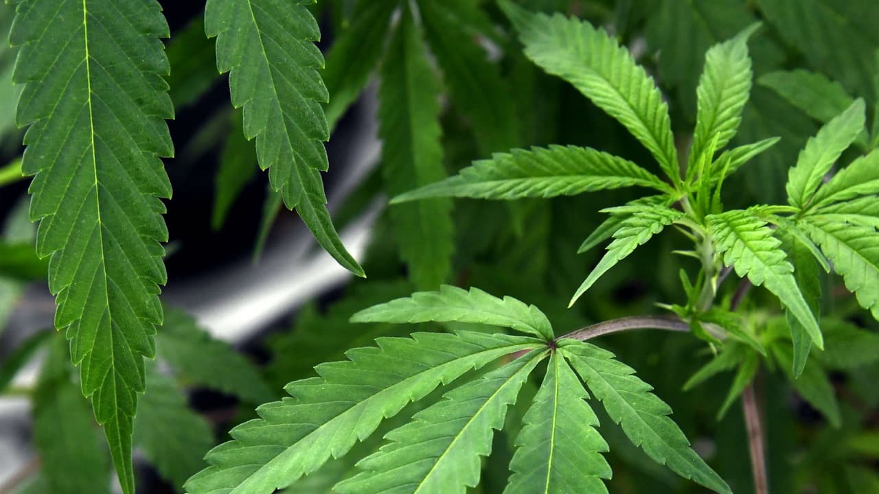 "¿Por qué hueles a marihuana?": la pregunta de una maestra a su alumno por la que se descubrió una plantación en Miami