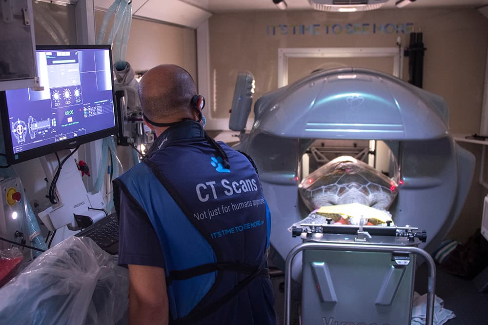 Cuando fue llevada al Zoológico de Miami, tenía unas laceraciones muy fuertes en su caparazón y estaba parcialmente paralizada. Hicieron lo posible por estabilizarla, para poder realizarle más exámenes.