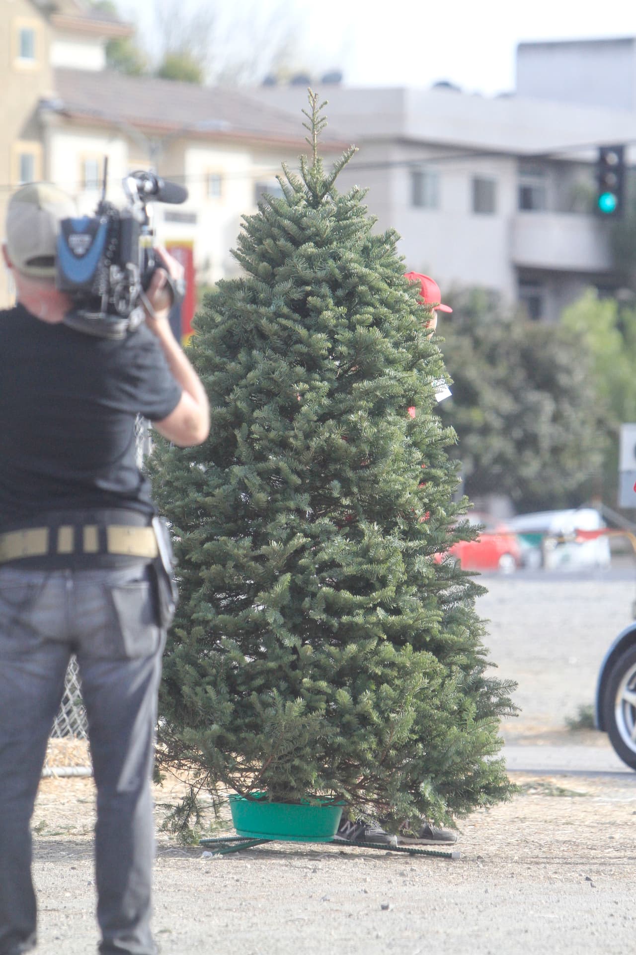 Este fue el árbol por el que se decidieron.