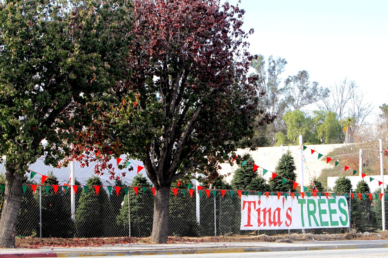 Este fue el local elegido por Caitlyn para su arbolito.