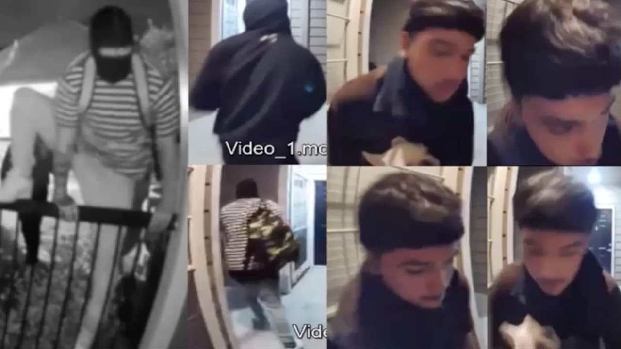 Roban un perro bulldog francés valorado en $4,000 en Houston: policía busca a los sospechosos