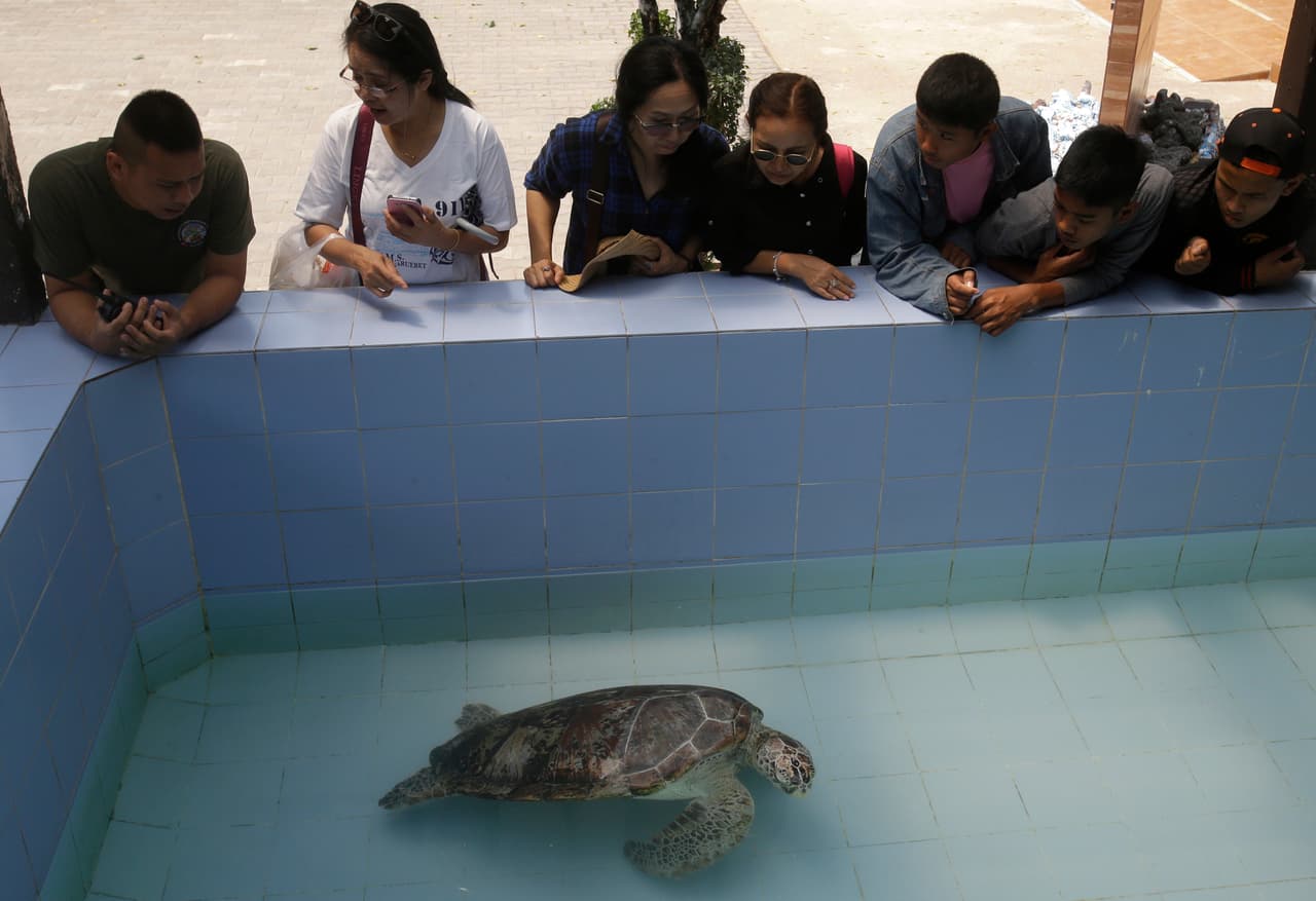 En esta fotografía del viernes, 03 de marzo 2017, la gente ve a la tortuga verde hembra apodada "Alcancía" nadar en una piscina en el Centro de Conservación de Tortugas Marinas en la provincia de Chonburi, Tailandia.