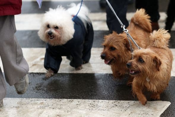 Sus abrigos fueron de lo más variados.