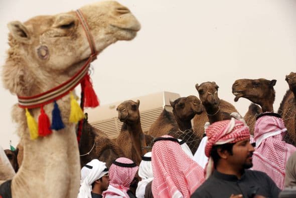 El objetivo de losl festivales no es solo enseñar la belleza de los camellos, sino que, además, es un mercado donde se venden los mejores animales por millones de riales",