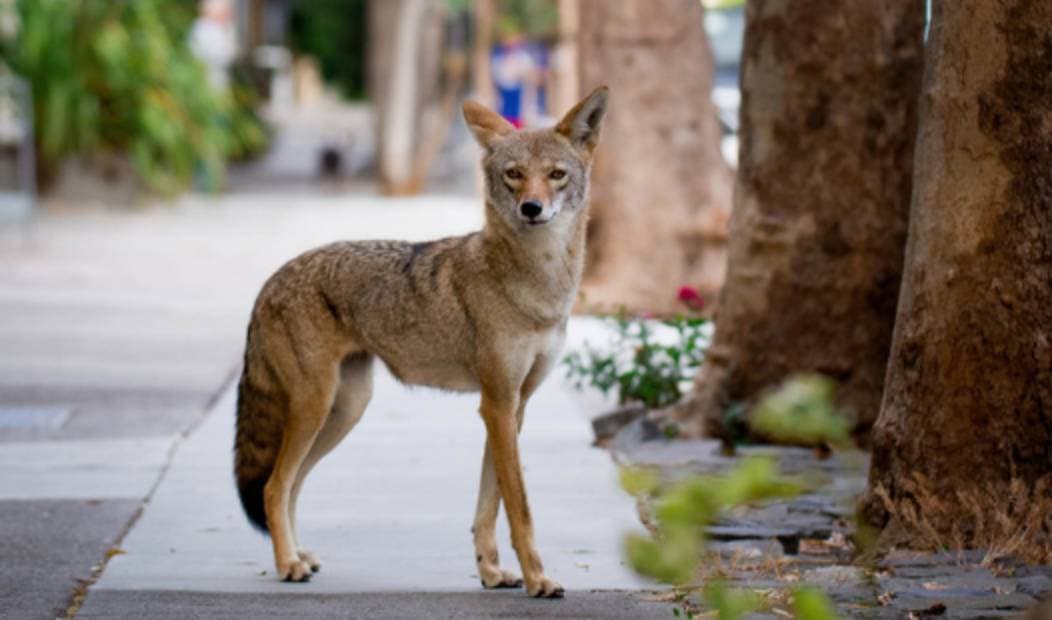 Los coyotes son animales salvajes que pueden representar un riesgo para las personas y las mascotas.