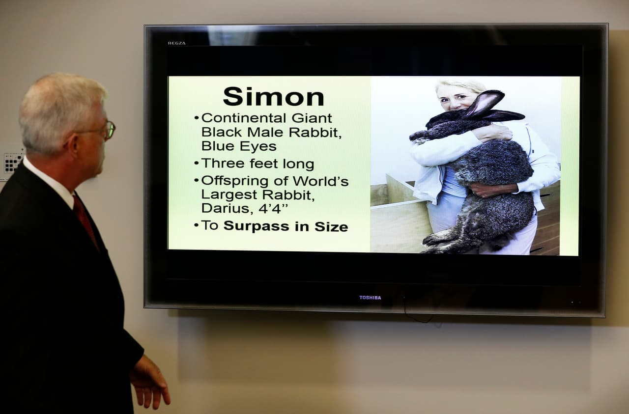 Los dueños del conejo gigantesco muerto en un vuelo de United: ¿Por qué lo cremaron sin examinarlo?