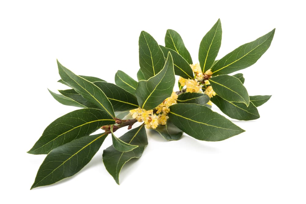 Pero además, se creía que podía dar el don de la clarividencia, porque las sacerdotisas del templo de Apolo masticaban sus hojas para inducir su mente en estado de trance y así poder acceder a sus profecías, o bien inhalaban sus vapores con el mismo fin.