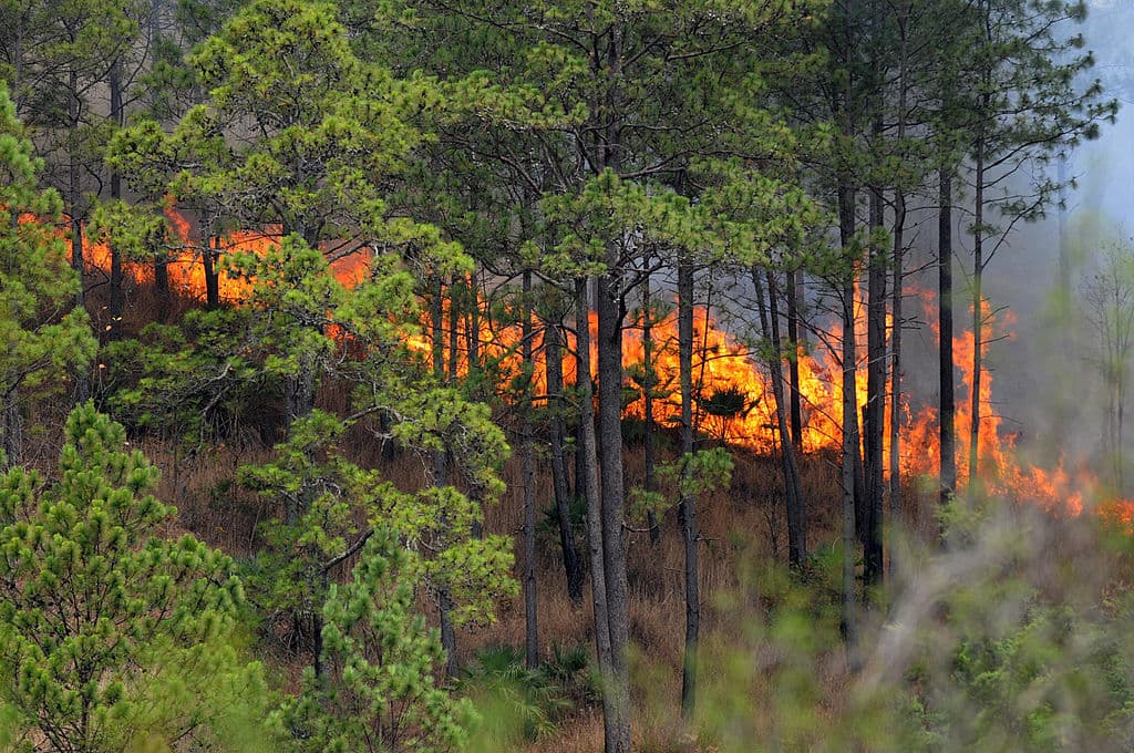 La naturaleza también sufre violencia en Centroamérica