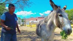 <b>'Doña Cuca', la burra del narco que transportó cientos de libras de marihuana </b>
<br>José Luis Castro, un salvadoreño que reside en Nogales, la adoptó hace siete años cuando la dejaron en su rancho tras ser detenida por la Patrulla Fronteriza.