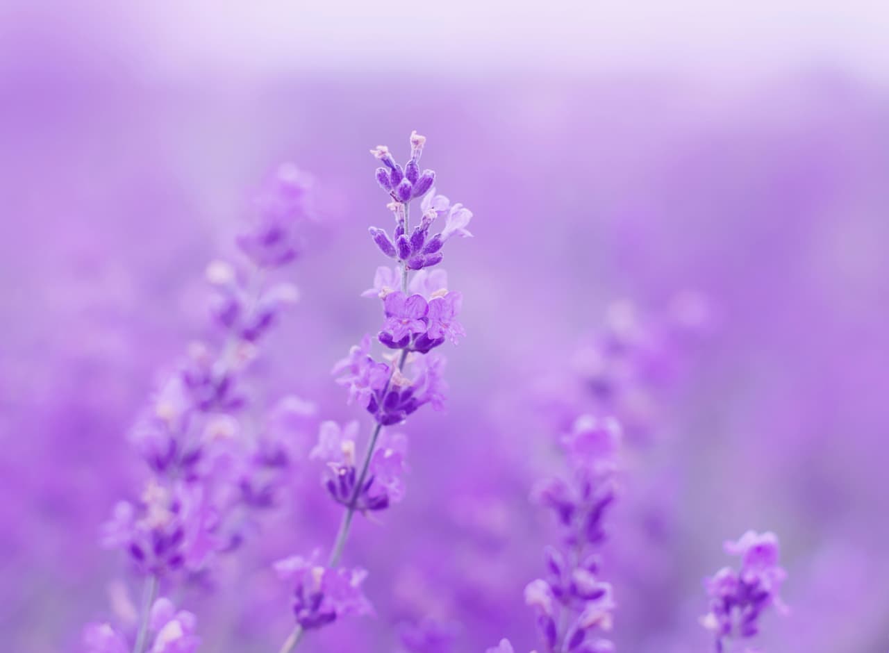 <b>LAVANDA</b>
<br>Una flor maravillosa que usamos en muchas facetas de nuestra vida y cuya esencia o fragancia siempre nos traerá tranquilidad y bienestar en cualquier ritual en las que las utilicemos.
