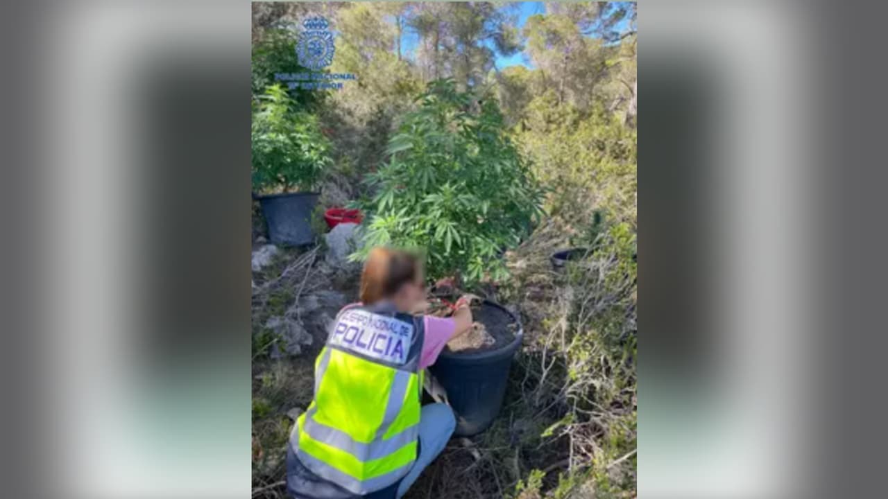 Tenía una plantación de marihuana en un cementerio y se robaba el agua para el regado