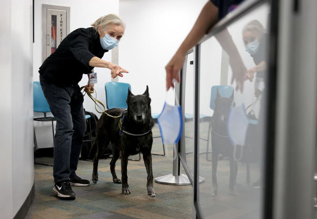 Durante la presentación, el comisionado del condado Miami-Dade, José "Pepe" Díaz, dijo a la 
<a href="https://www.cbsnews.com/news/miami-international-airport-boasting-worlds-first-covid-detecting-dogs/?ftag=CNM-00-10aab6a&linkId=130928910" target="_blank">cadena CBS</a> que es una suerte "tener los primeros perros detectores de covid (...) es el primer aeropuerto del mundo que utiliza este tipo de tecnología en nuestros amigos de cuatro patas".