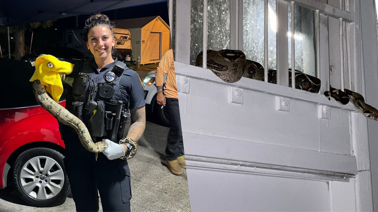 Oficial de Clearwater captura una serpiente que se escondía en un negocio local