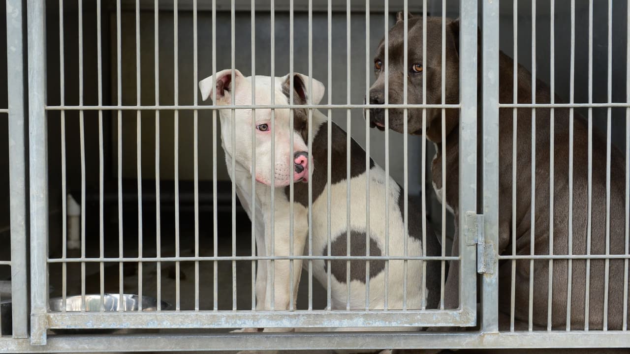 “ 
<b>Con el machete le di a uno y se calmó y se fue. Cuando me acerqué al otro, el dueño se veía mal, estaba sangrando mucho</b>”, recordó Jesús.
<br>
<br>Sin embargo, el machete se rompió durante el forcejeo. 
<br>
<br>Jesús corrió entonces a su casa para traer un cuchillo de cocina, con el que intentó librar al hombre: 
<br>
<br>“ 
<b>Lo piquete, lo piquete, le di con la navaja y ese perro no quería dejarlo por nada</b>” explicó el vecino visiblemente afectado.
<br>